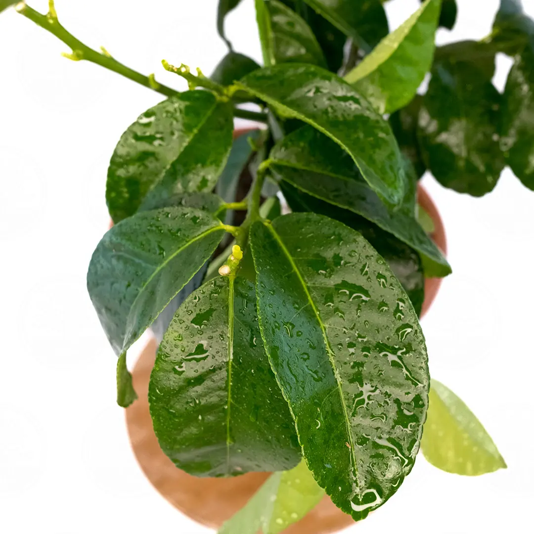 Лимон Амалфитанум / Lemon Amalphitanum — цитрусовое растение, детальное фото
