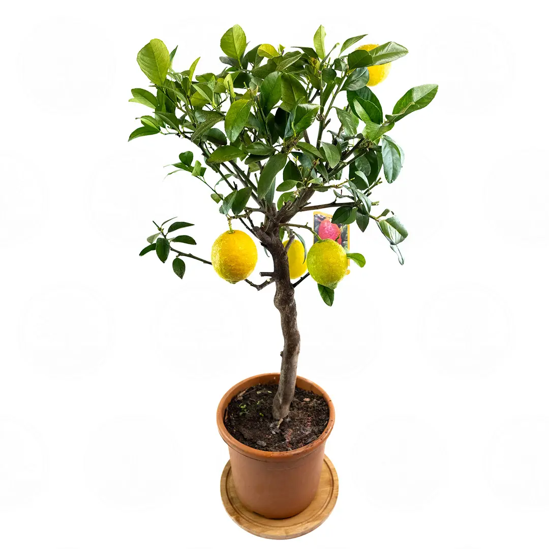 Лимон Россо / Lemon Rosso — цитрусовое растение, детальное фото
