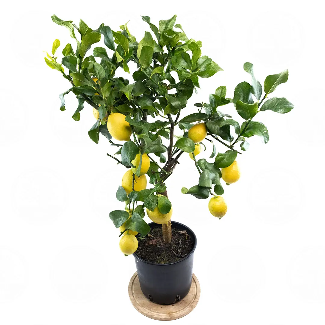 Лимон Фемминелло Каррубаро / Lemon Femminello Carrubaro — цитрусовое растение, детальное фото
