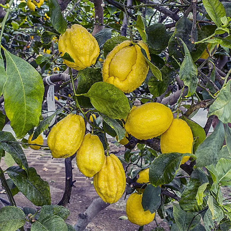 Лимон Бизаро / Lemon Bizzarro — цитрусовое растение, детальное фото
