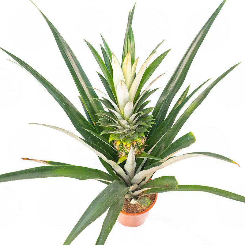 Ананас Чампака / Ananas Champaca