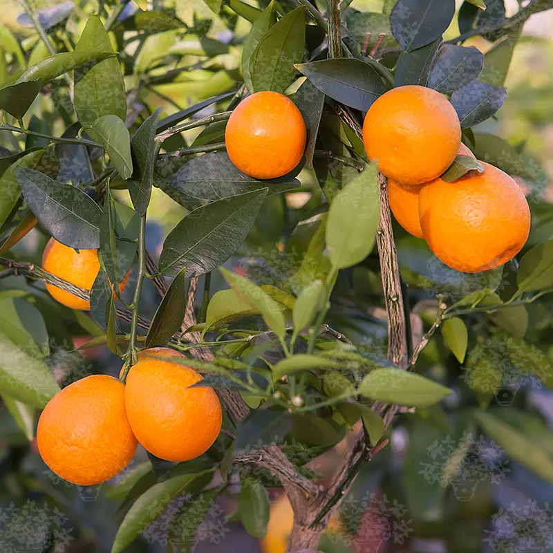 Оранжекват Ниппон / Orangequat Nippon — цитрусовое растение, детальное фото
