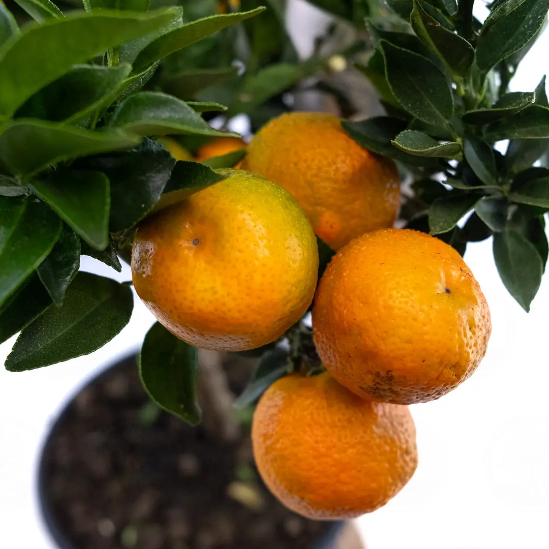 Померанец Чинотто, Кинотто / Bitter Orange Chinotto — цитрусовое растение, детальное фото
