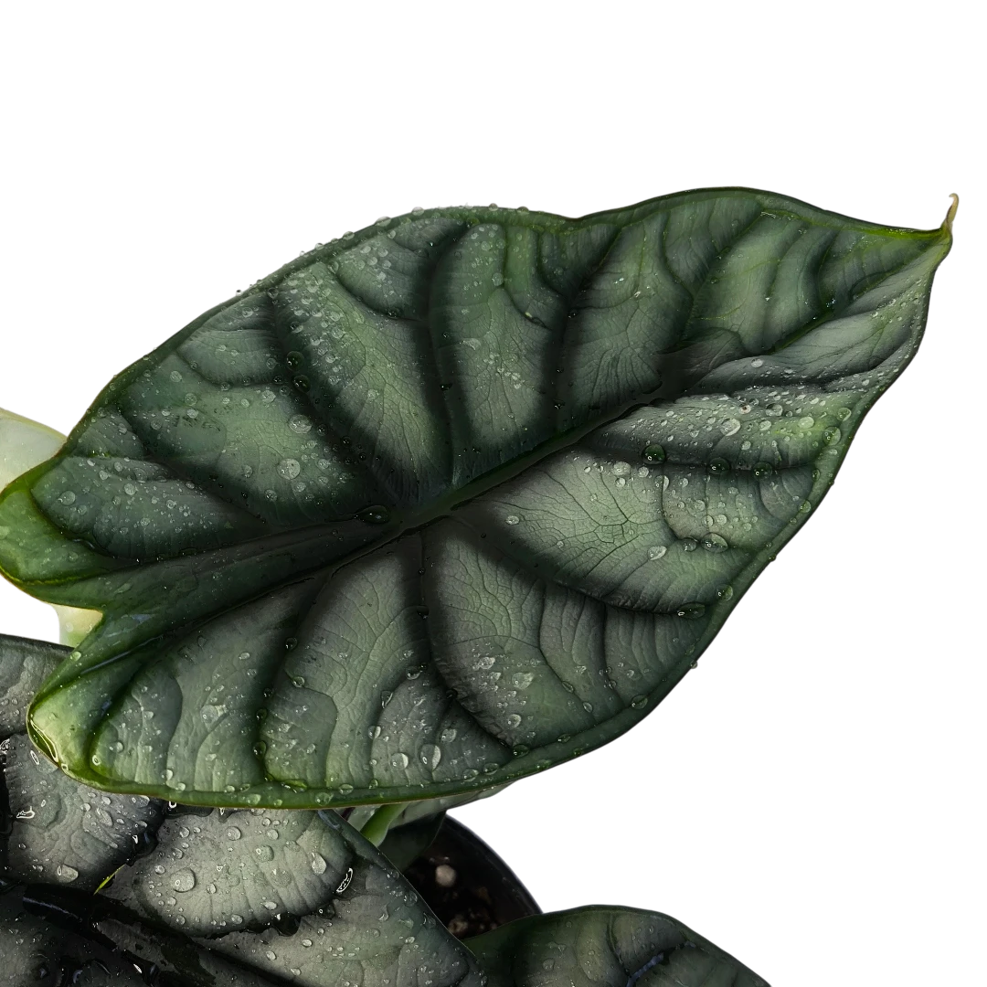 Алоказия Сильвер Дракон / Alocasia Baginda Silver Dragon купить