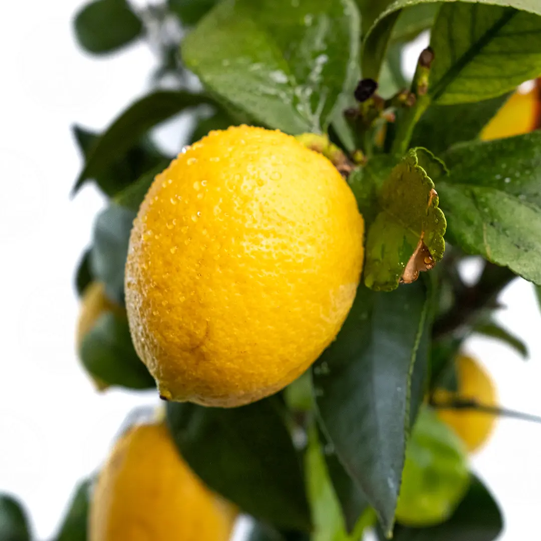 Лимон Фемминелло Сиракузано нуцелярный / Lemon Femminello Siracusano — цитрусовое растение, детальное фото
