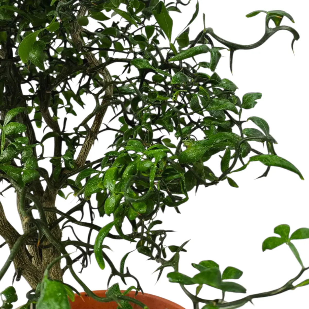 Понцирус Монструоза / Poncirus trifoliata Monstruosa — цитрусовое растение, детальное фото
