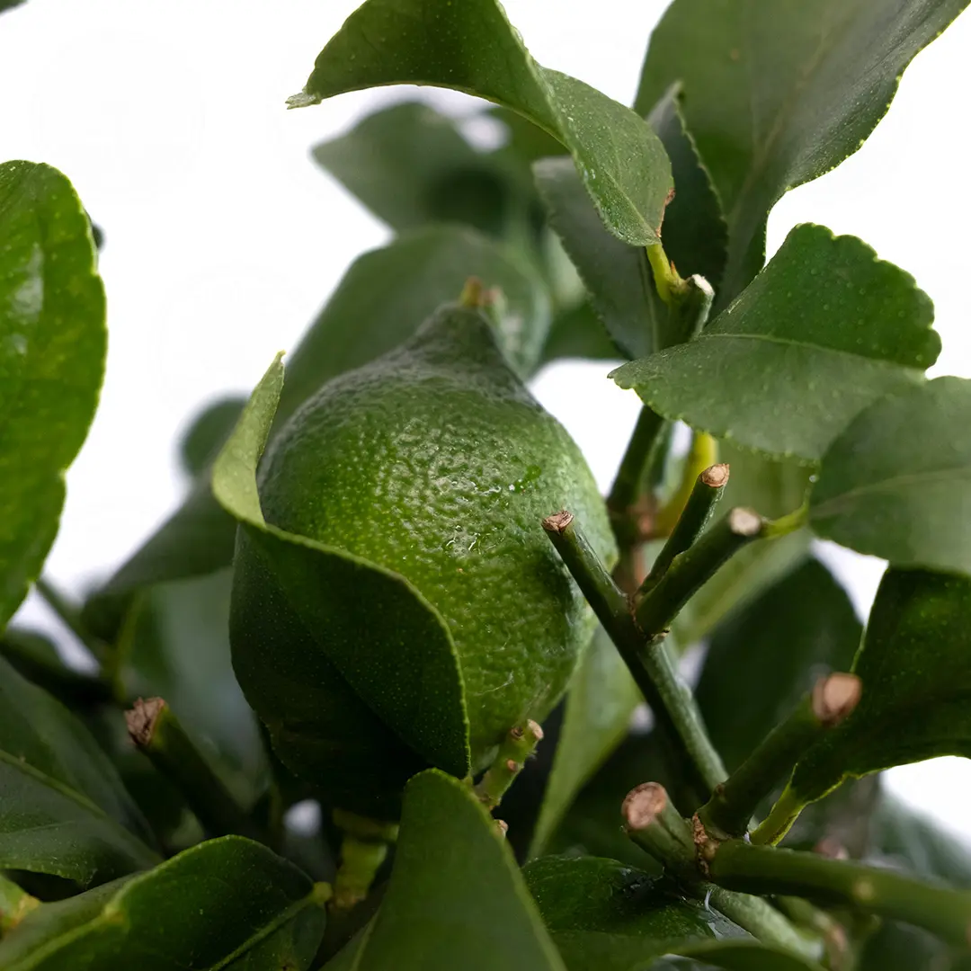 Купить лимон Фемминелло Загара Бьянка (Citrus limon "Femminello zagara bianca")