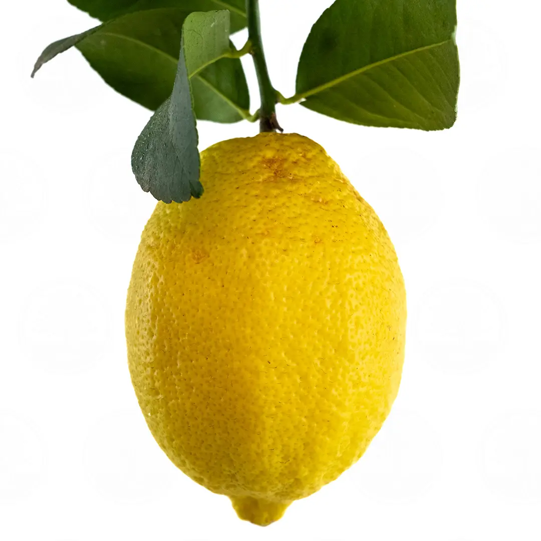 Лимон Фемминелло Сиракузано нуцелярный / Lemon Femminello Siracusano — цитрусовое растение, детальное фото
