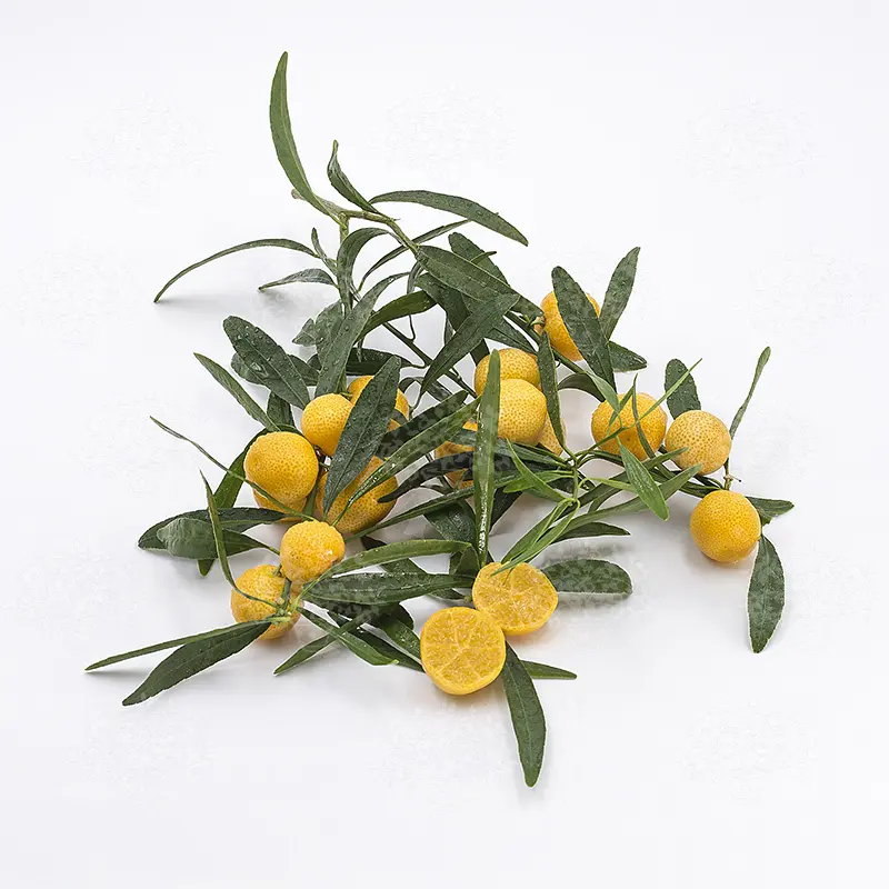 Микроцитрус Эреморанж / Microcitrus Eremоrange — цитрусовое растение, детальное фото
