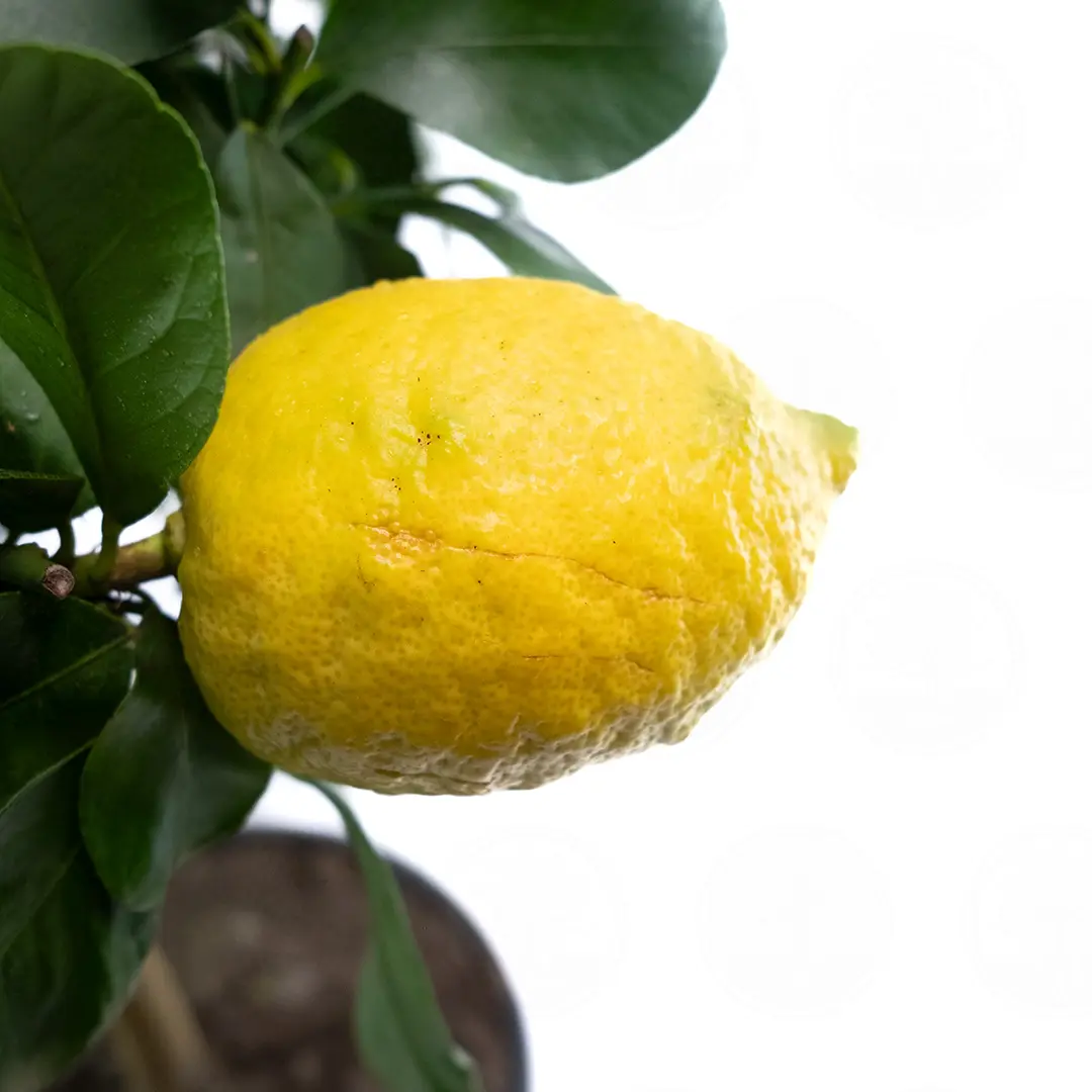 Лимон Каппуччио / Lemon Cappuccio — цитрусовое растение, детальное фото
