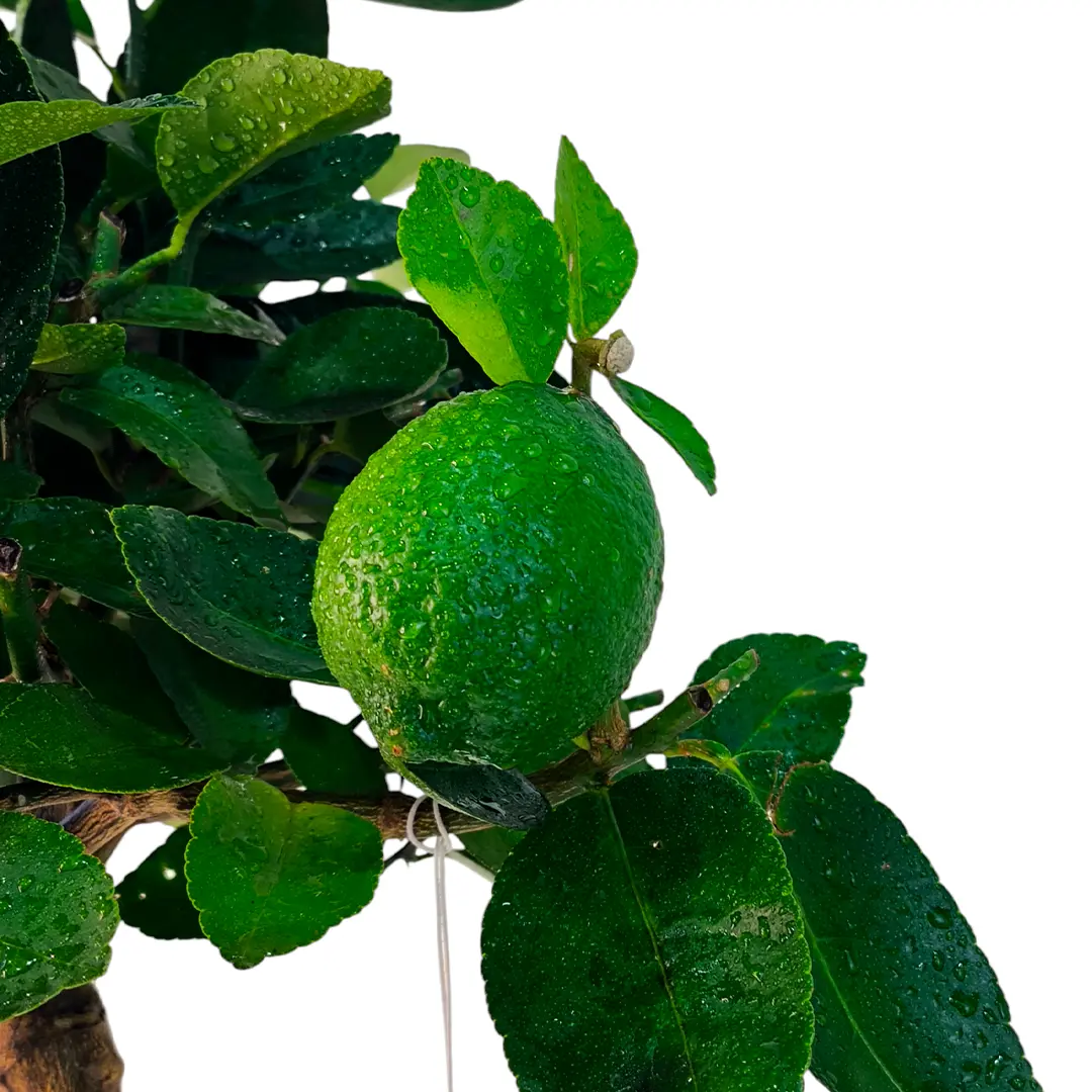 Лайм Таити / Lime Tahitian — цитрусовое растение, детальное фото
