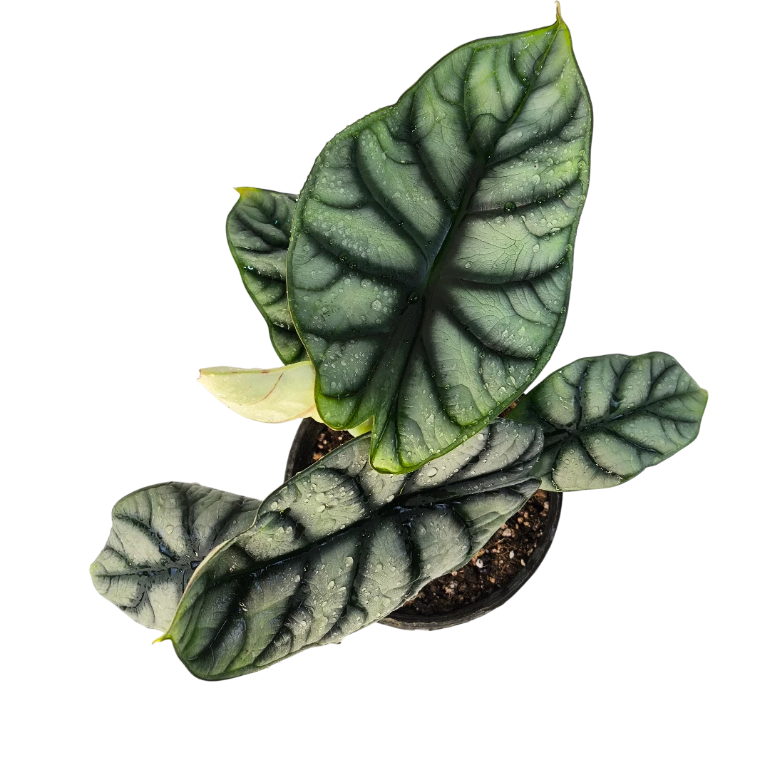 Алоказия Сильвер Дракон / Alocasia Baginda Silver Dragon купить