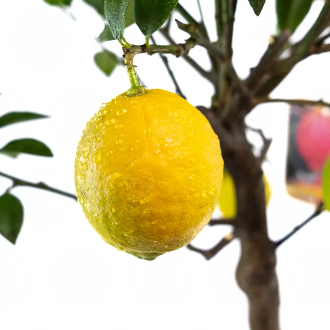 Лимон Россо / Lemon Rosso — цитрусовое растение, детальное фото
