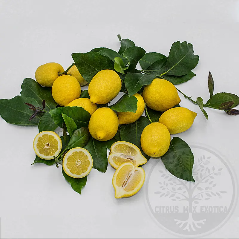 Лимон Монакелло / Lemon Monachello — цитрусовое растение, детальное фото
