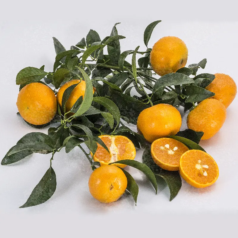Мандарин Муркотт / Mandarin Murcott o Murgot — цитрусовое растение, детальное фото
