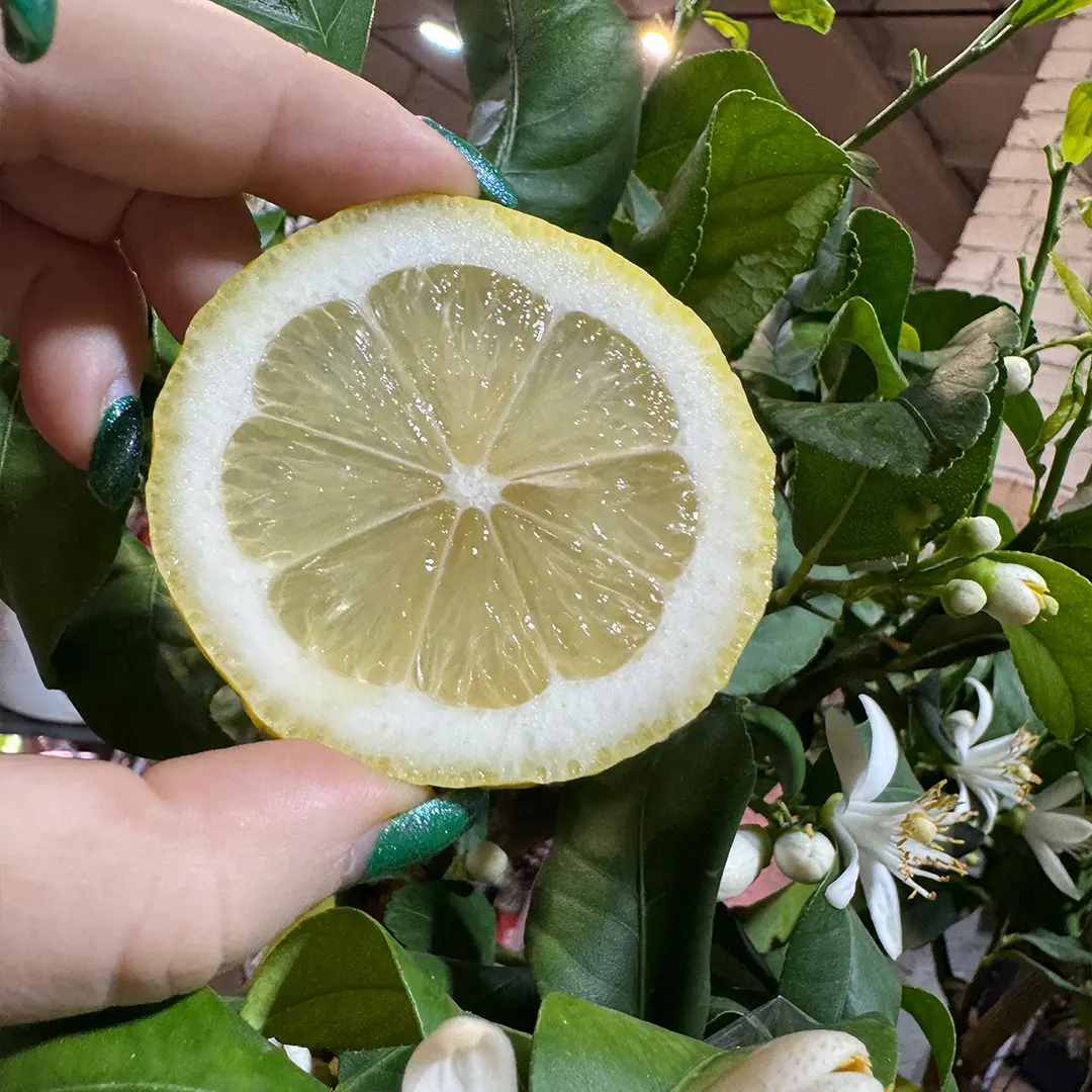 Купить лимон Фемминелло Загара Бьянка (Citrus limon "Femminello zagara bianca")