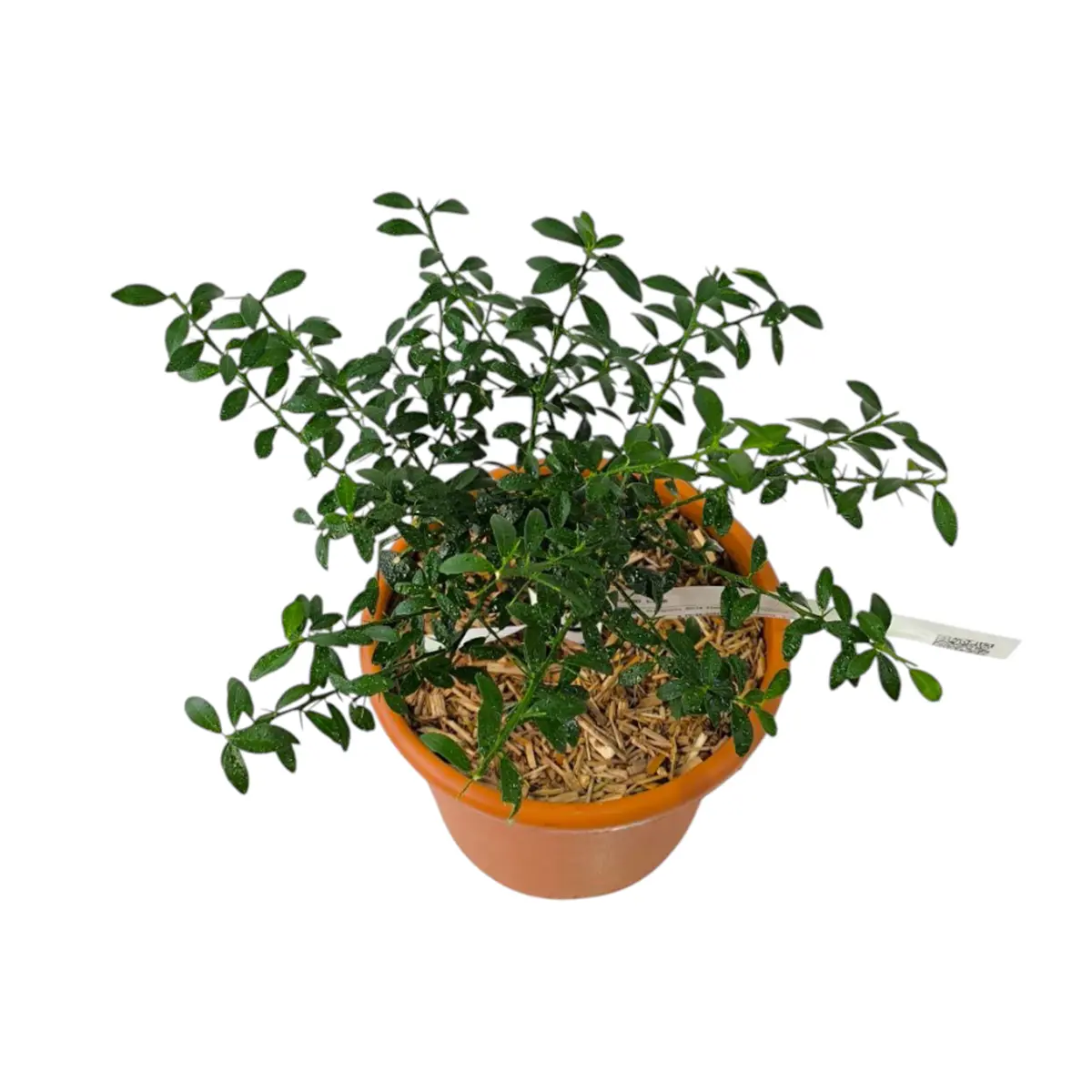 Микроцитрус Блад Лайм / Microcitrus Blood Lime — цитрусовое растение, детальное фото
