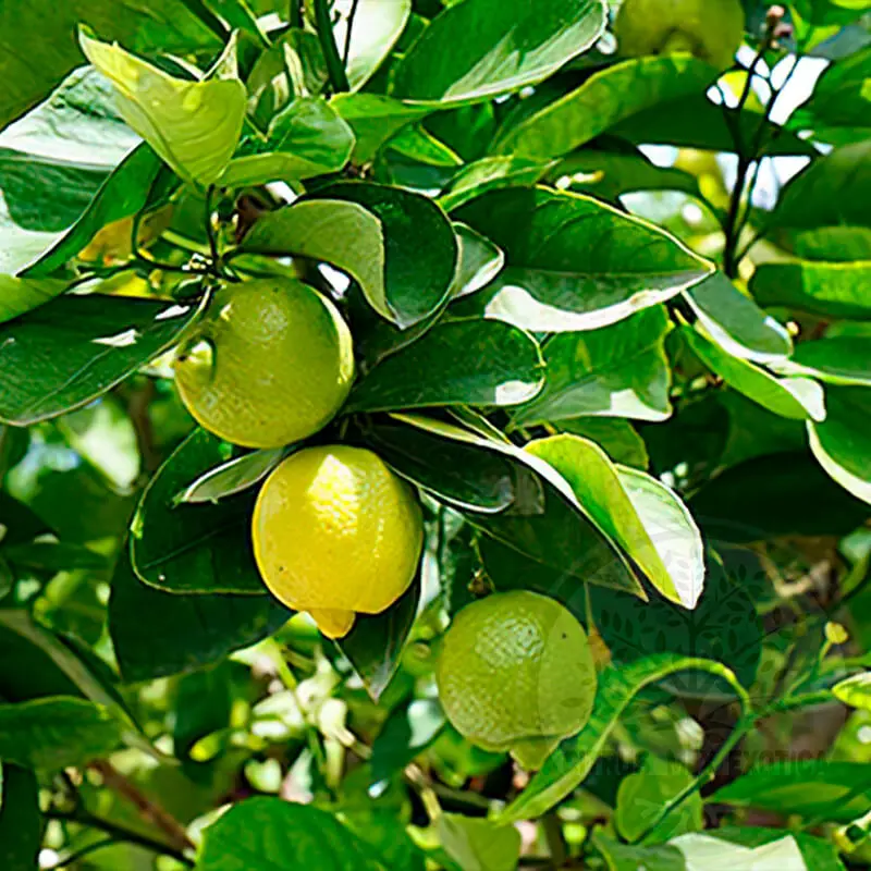Лимон Верна / Lemon Verna — цитрусовое растение, детальное фото
