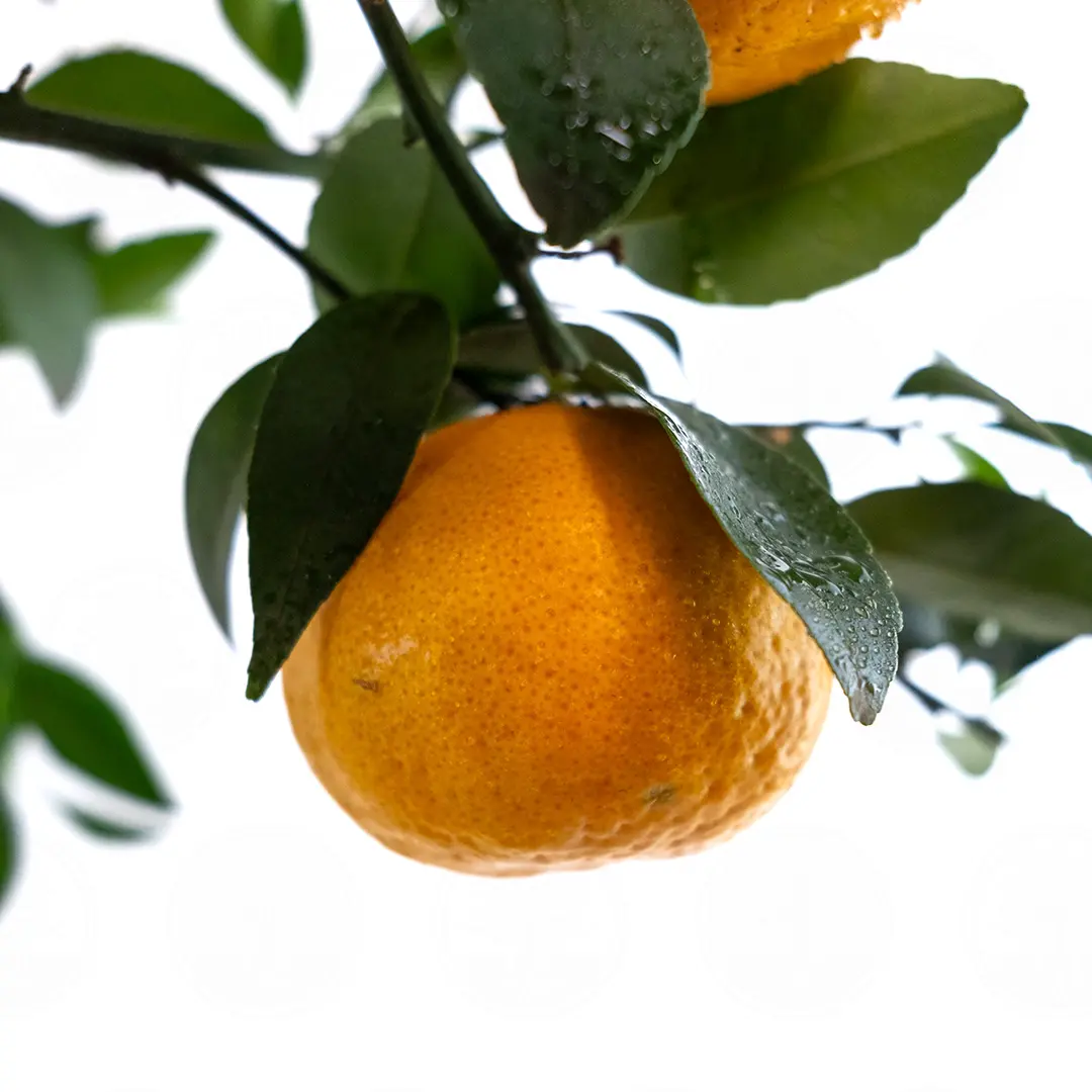 Мандарин / Mandarin — цитрусовое растение, детальное фото
