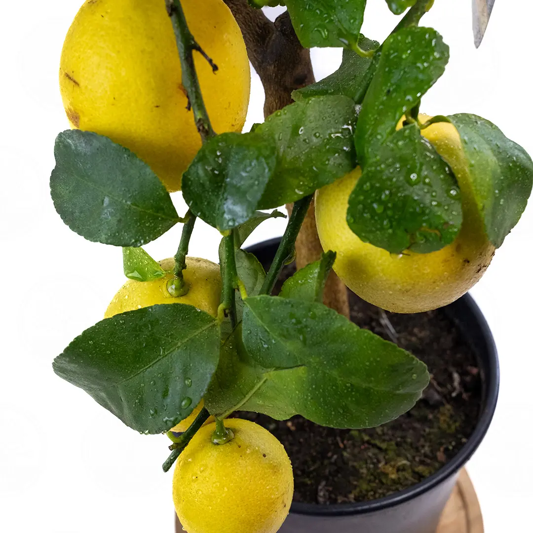 Лимон Фемминелло Каррубаро / Lemon Femminello Carrubaro — цитрусовое растение, детальное фото
