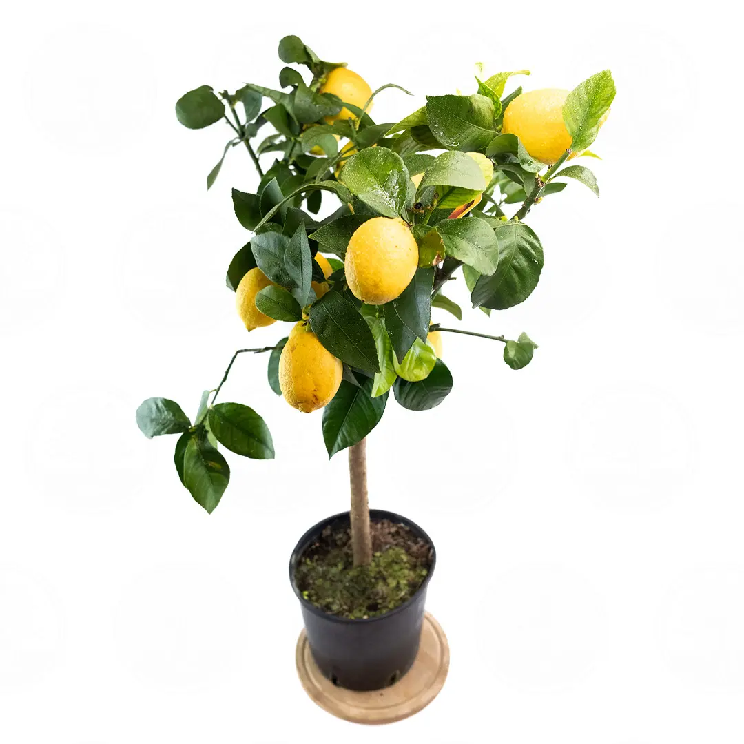Лимон Фемминелло Сиракузано нуцелярный / Lemon Femminello Siracusano — цитрусовое растение, детальное фото
