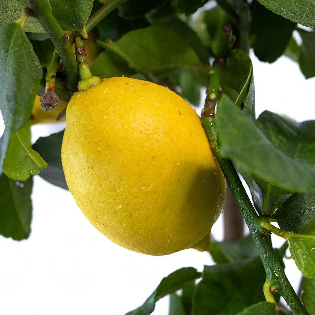 Лимон Фемминелло Каррубаро / Lemon Femminello Carrubaro — цитрусовое растение, детальное фото
