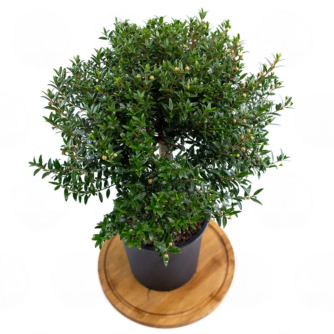 Мирт обыкновенный / Myrtus Communis купить