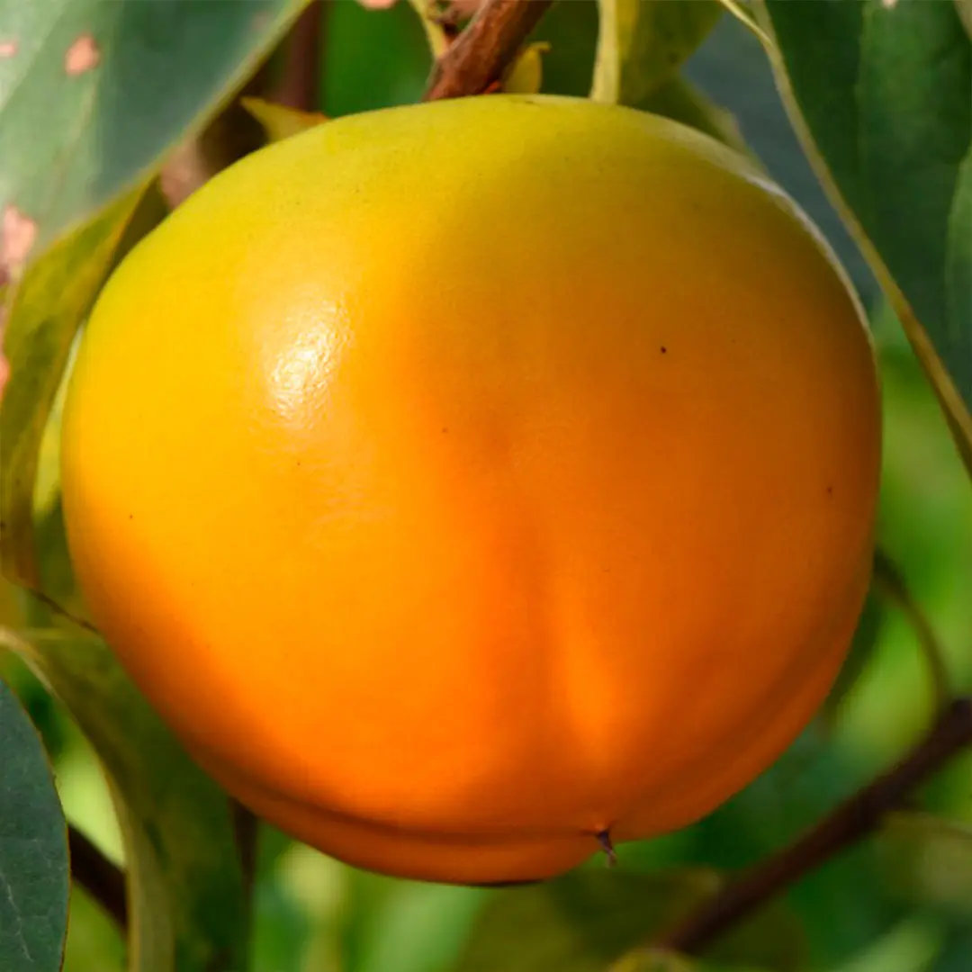 Хурма Роджо Бриллиант / Diospyros Rojo Brilliante