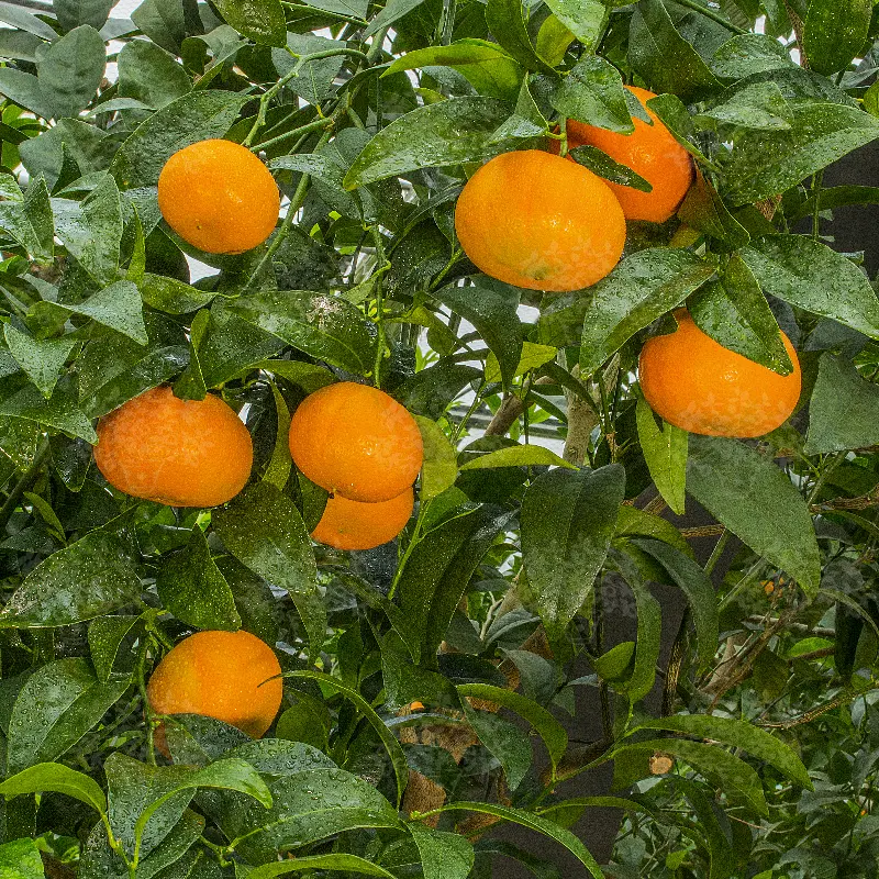 Мандарин Муркотт / Mandarin Murcott o Murgot — цитрусовое растение, детальное фото
