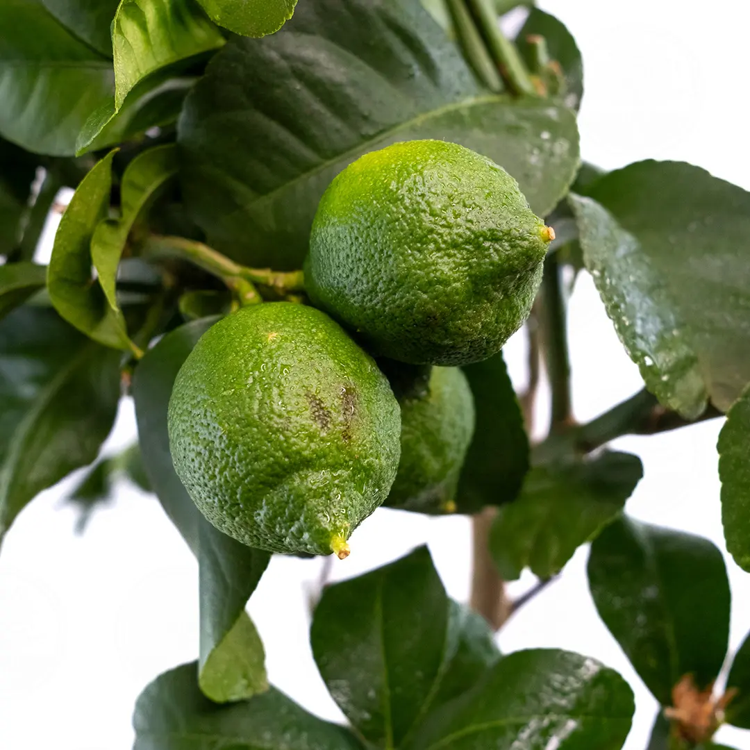 Купить лимон Фемминелло Загара Бьянка (Citrus limon "Femminello zagara bianca")